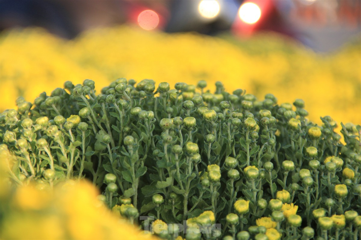 Cuc no qua som, chu vuon khoc rong ban thao truoc-Hinh-9