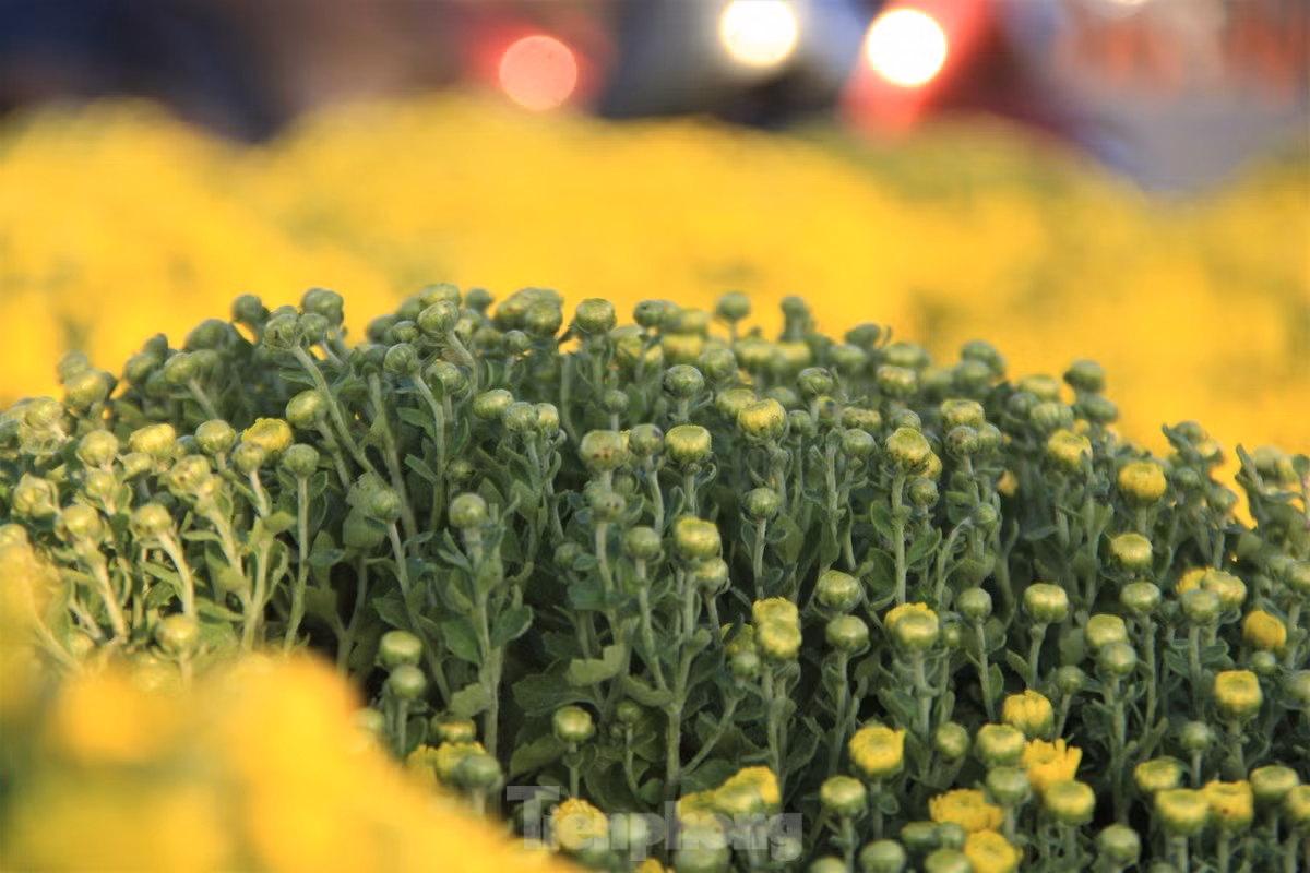 Cuc no qua som, chu vuon khoc rong ban thao truoc-Hinh-9