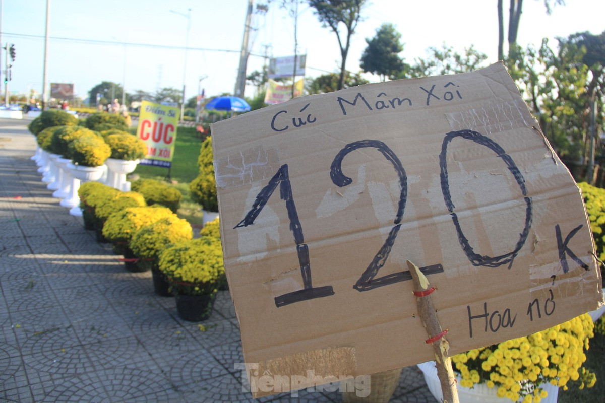 Cuc no qua som, chu vuon khoc rong ban thao truoc-Hinh-3