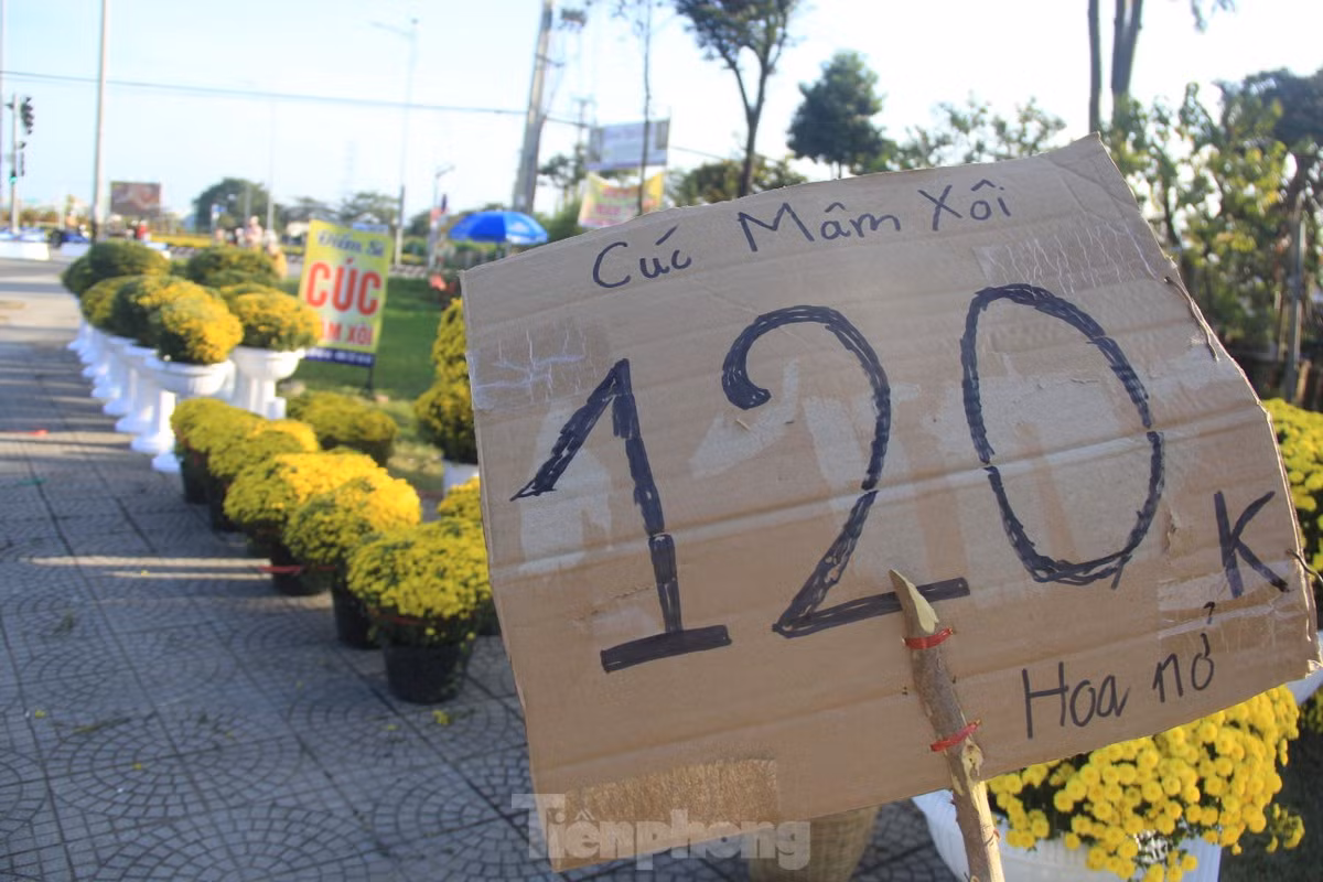 Cuc no qua som, chu vuon khoc rong ban thao truoc-Hinh-3