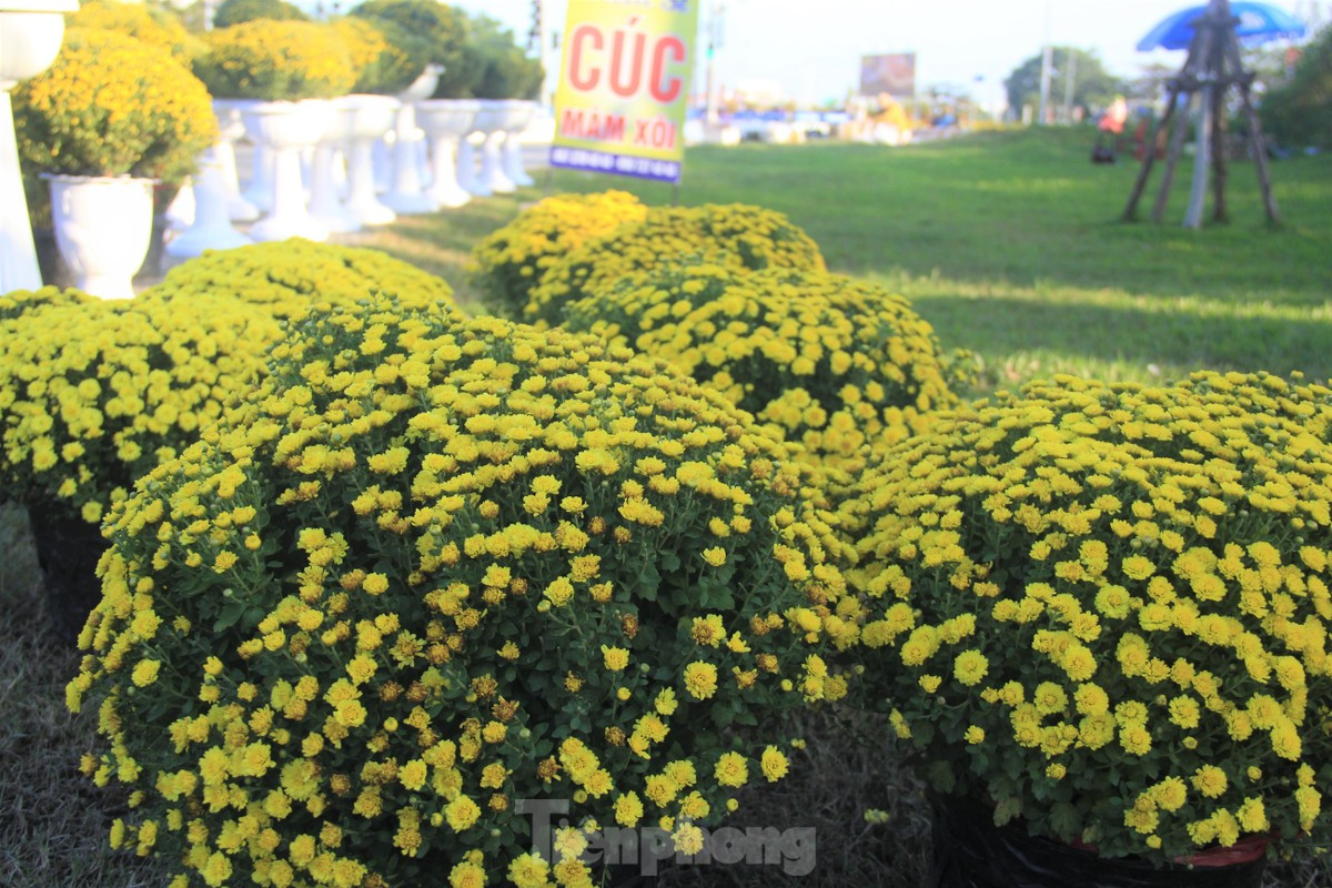 Cuc no qua som, chu vuon khoc rong ban thao truoc-Hinh-5