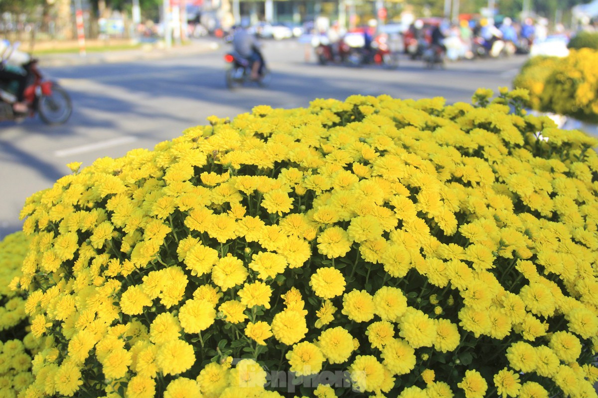 Cuc no qua som, chu vuon khoc rong ban thao truoc-Hinh-2