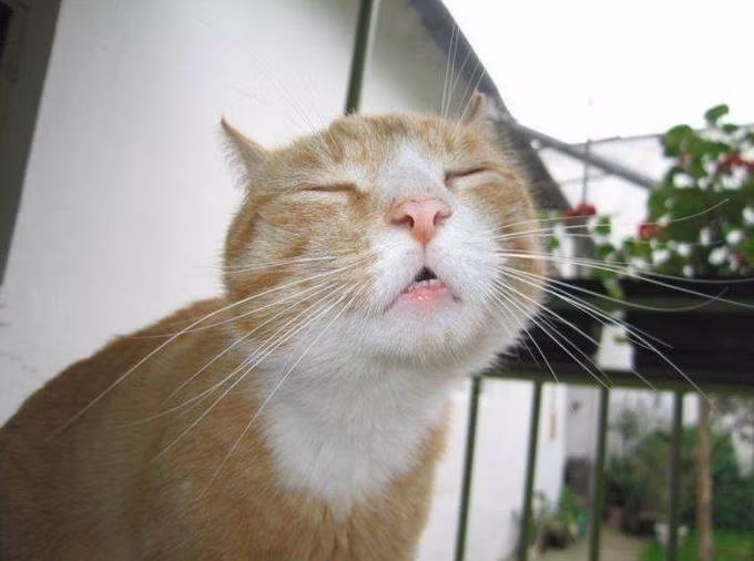 Mùi hoa thơm quá khiến ta không thể ngủ được.