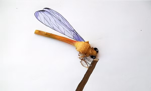 Con chuồn chuồn từ củ gừng và hạt đậu đen.