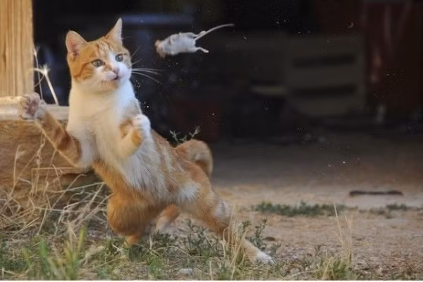 Đại chiến giữa mèo và chuột.