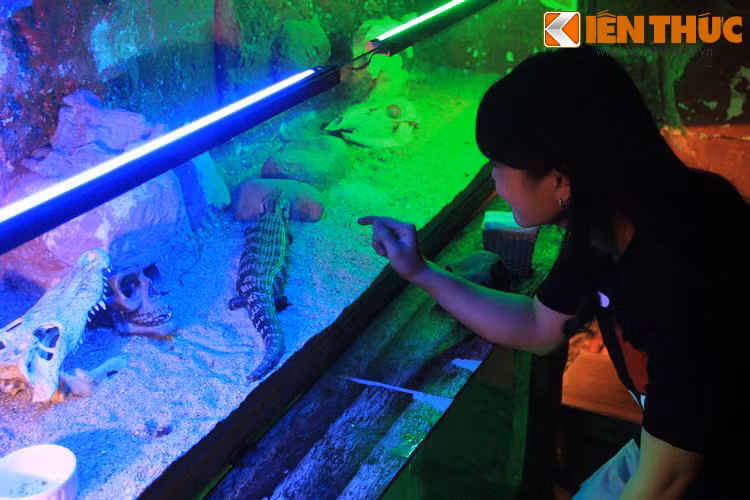 Khách có thể ngắm nghía vật nuôi qua tủ kính hoặc bế ra chơi cùng nếu đủ can đảm.