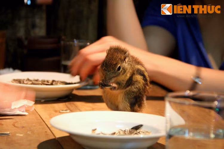 Thậm chí, những vị khách còn có thể để chúng lên bàn vừa nói chuyện vừa vuốt ve hoặc cho chúng ăn.