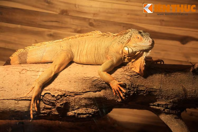 Có những con vật kì lạ và quái dị vô cùng như là Rồng Nam Mỹ, Kỳ đà bông, Bò sát lưỡi xanh, Rồng đỏ...