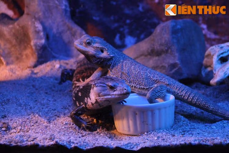 Hai chú bò sát đang đùa nghịch với nhau.