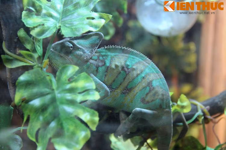 Một chú Rồng Úc có khả năng biến đổi màu da theo ảnh hưởng từ ánh sáng, lúc thì màu xanh lá, lúc lại chuyển sang vàng.