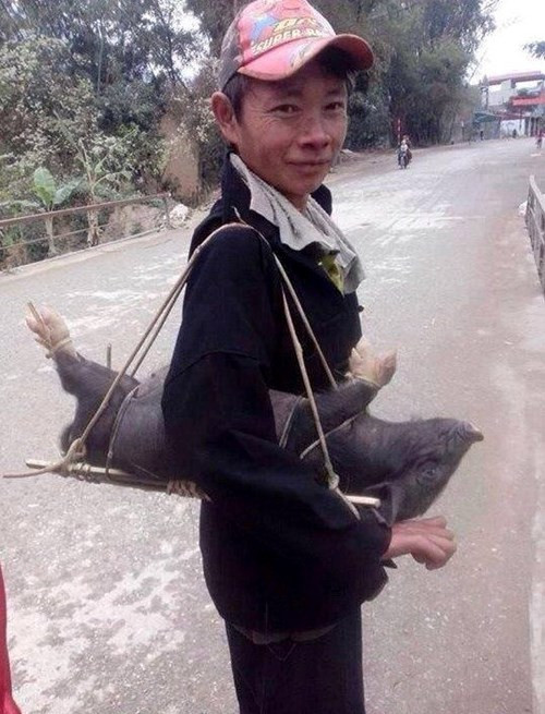 Lợn "cắp nách" đi chợ.