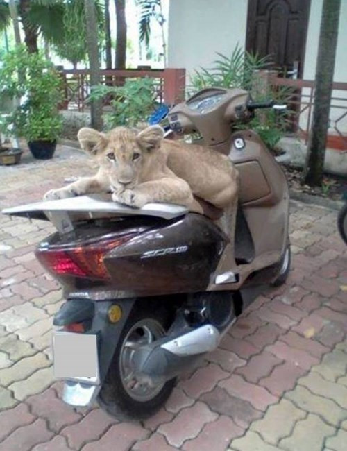 Các bác thấy em coi xe thế này có mất được không?