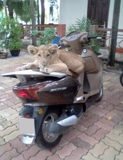 Các bác thấy em coi xe thế này có mất được không?