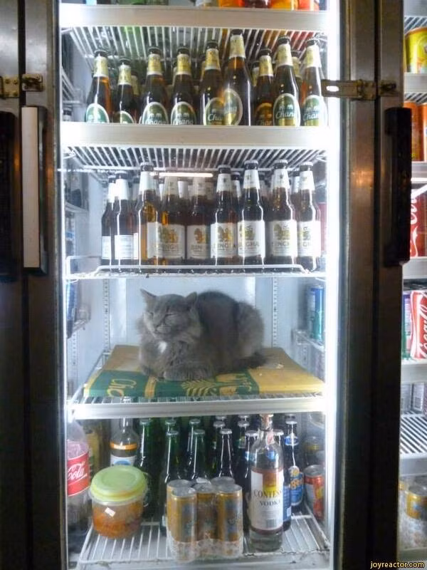 Trời nắng nóng em nằm trong này cho mát.