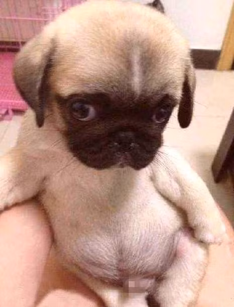 Mẹ bảo với mình ngồi nhiều bụng sẽ bị phệ.