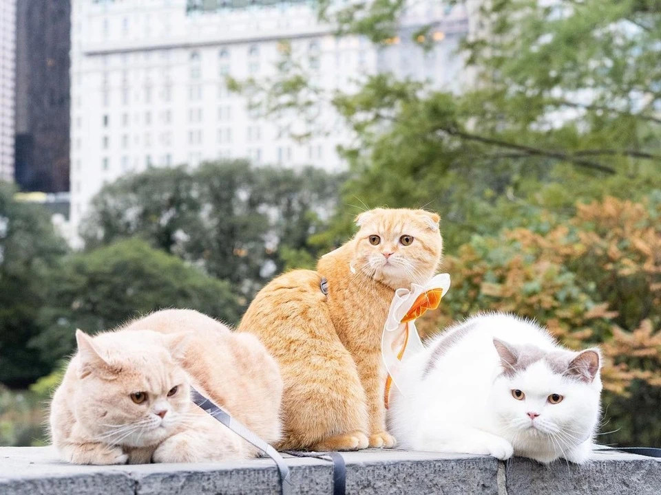 3 con meo du lich vong quanh the gioi