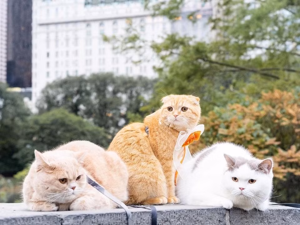 3 con meo du lich vong quanh the gioi