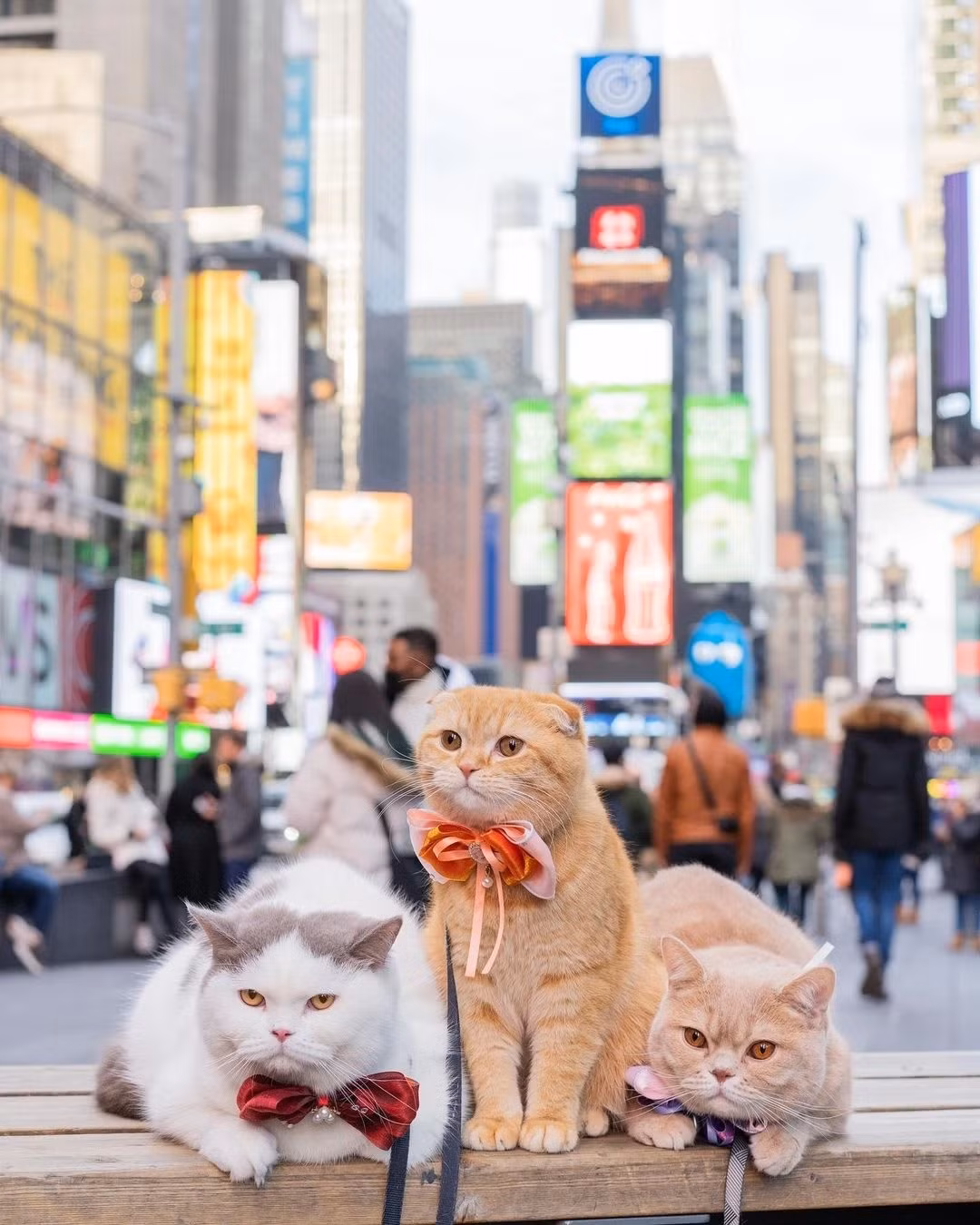 3 con meo du lich vong quanh the gioi-Hinh-2