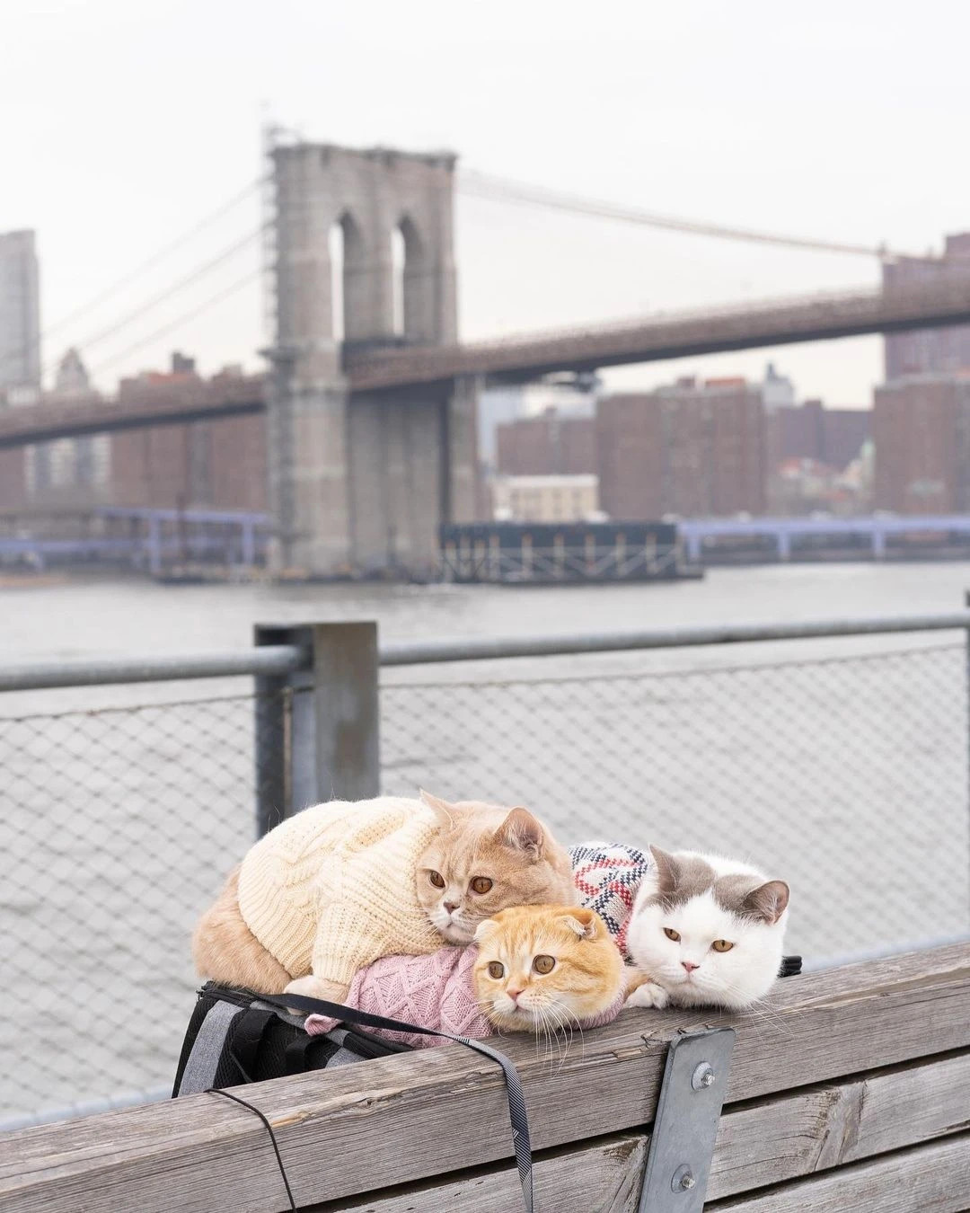 3 con meo du lich vong quanh the gioi-Hinh-3