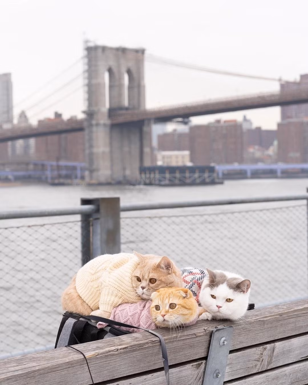 3 con meo du lich vong quanh the gioi-Hinh-3