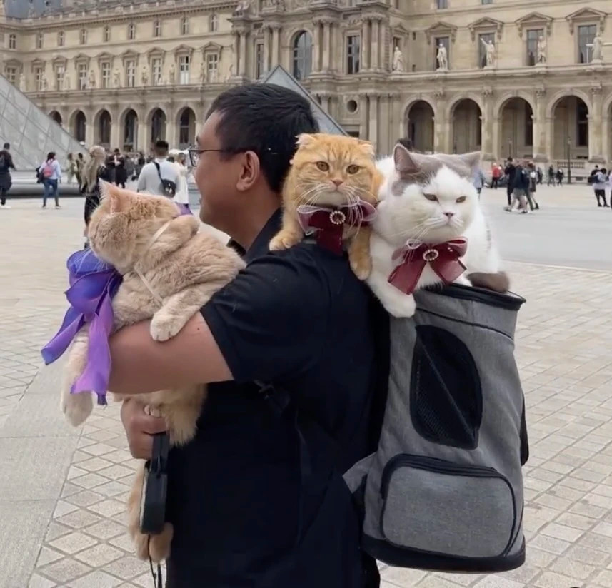 3 con meo du lich vong quanh the gioi-Hinh-4