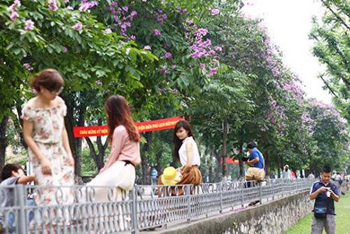 Sắc tím gợi lên trong lòng người nhiều ký ức khác nhau, kí ức về tuổi học trò.