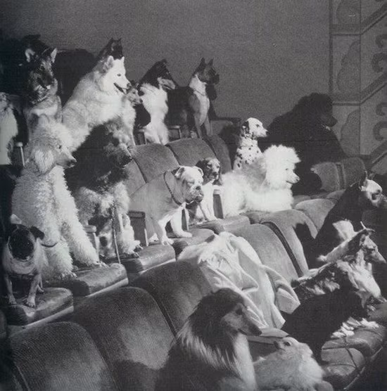 Thú cưng cũng đi xem phim dành riêng cho mình.