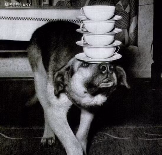 Khi thú cưng làm xiếc.