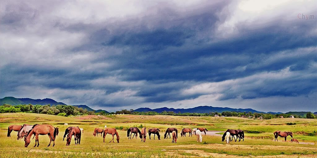 Nhip vo ngua tren dong co Binh Son-Hinh-3