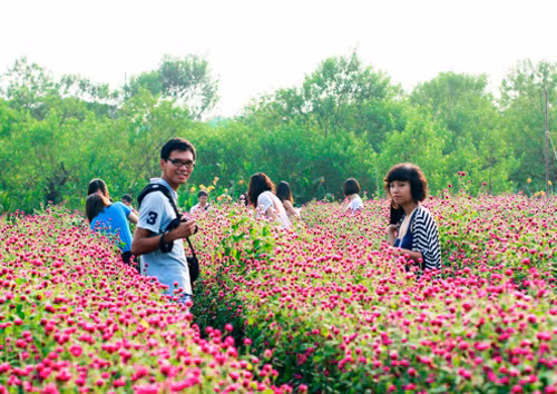  Hoa bách nhật. Mỗi độ chớm thu, hoa bách nhật lại nhuộm tím vùng trời Nhật Tân, Tây Hồ, Hà Nội.