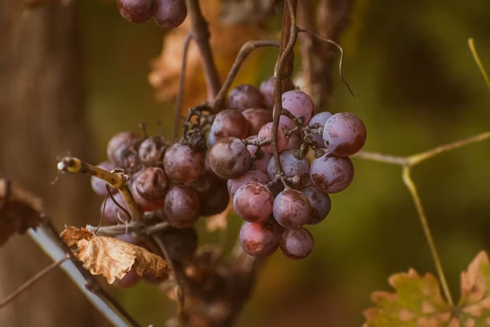 An nho giup giam nguy co chay nang