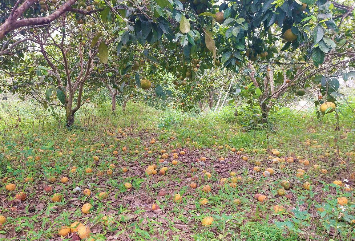 Giá quýt PQ rẻ bèo, nông dân Nghệ An xót xa nhìn quả rụng - Hình 4 Gia quyt PQ re beo, nong dan Nghe An xot xa nhin qua rung-Hinh-4
