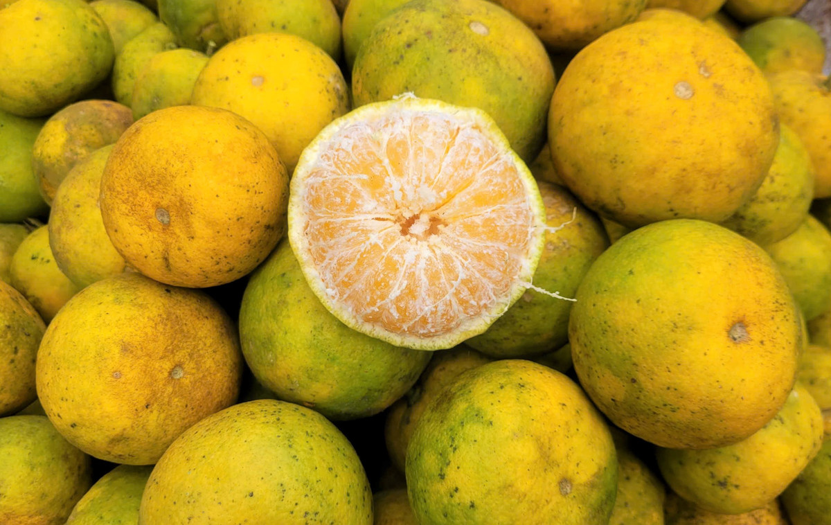 Giá quýt PQ rẻ bèo, nông dân Nghệ An xót xa nhìn quả rụng - Hình 2 Gia quyt PQ re beo, nong dan Nghe An xot xa nhin qua rung-Hinh-2