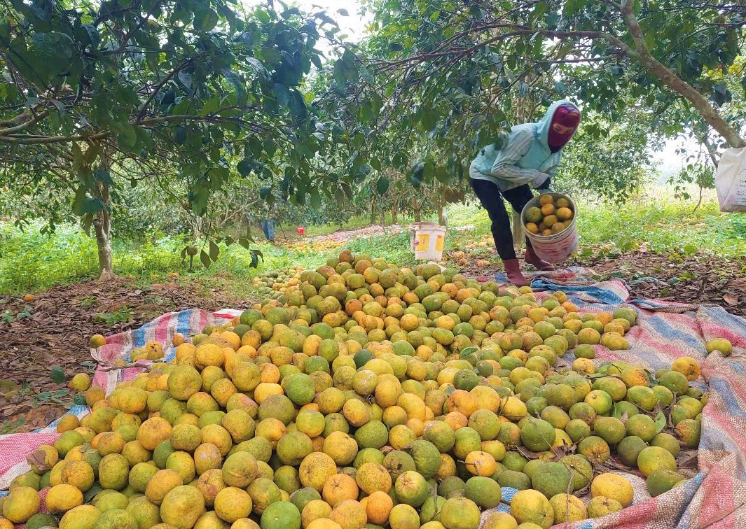 Giá quýt PQ rẻ bèo, nông dân Nghệ An xót xa nhìn quả rụng - Hình 3 Gia quyt PQ re beo, nong dan Nghe An xot xa nhin qua rung-Hinh-3
