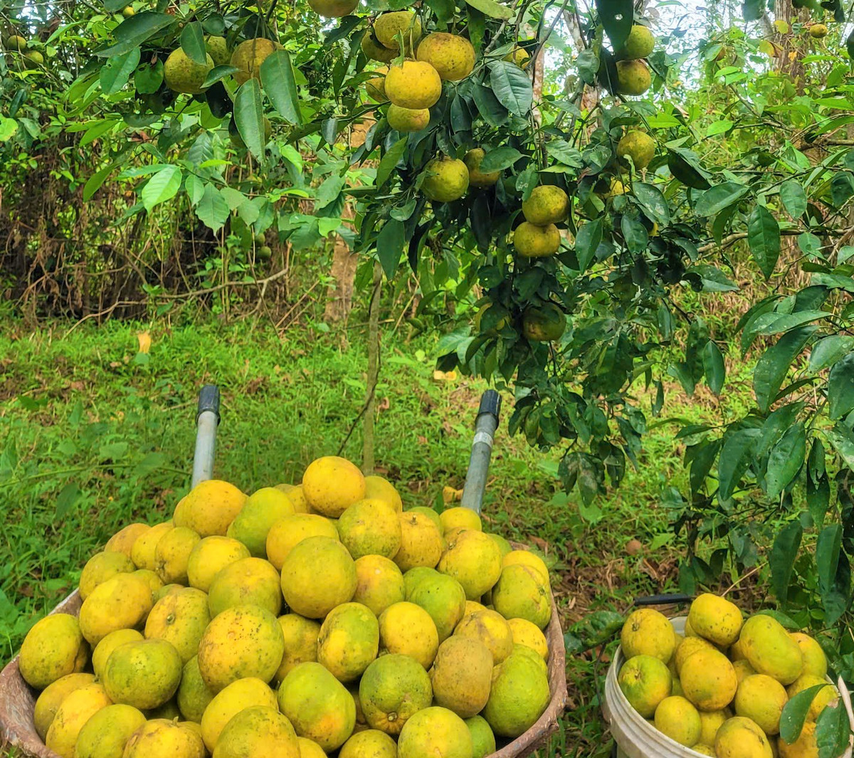 Giá quýt PQ rẻ bèo, nông dân Nghệ An xót xa nhìn quả rụng - Hình 5 Gia quyt PQ re beo, nong dan Nghe An xot xa nhin qua rung-Hinh-5
