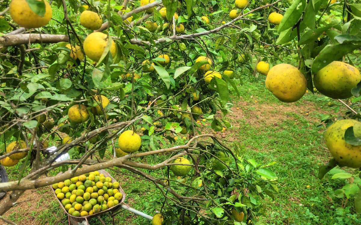 Giá quýt PQ rẻ bèo, nông dân Nghệ An xót xa nhìn quả rụng - Hình 7 Gia quyt PQ re beo, nong dan Nghe An xot xa nhin qua rung-Hinh-7
