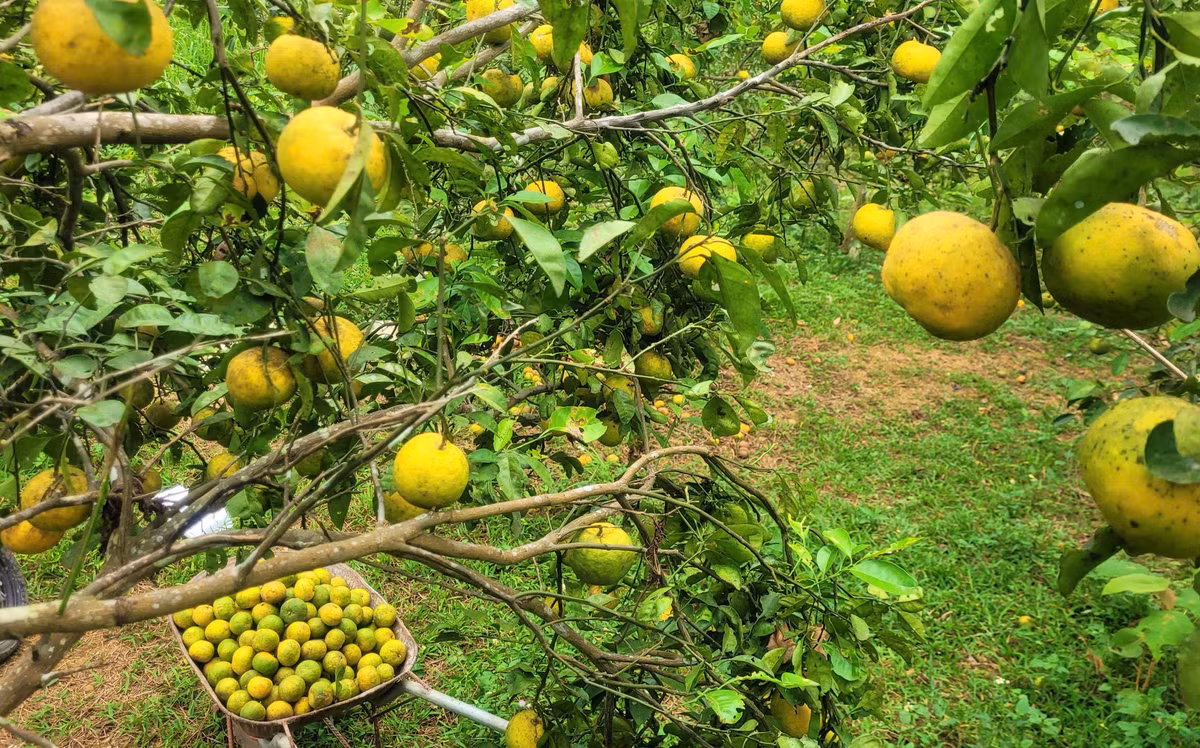 Gia quyt PQ re beo, nong dan Nghe An xot xa nhin qua rung-Hinh-7