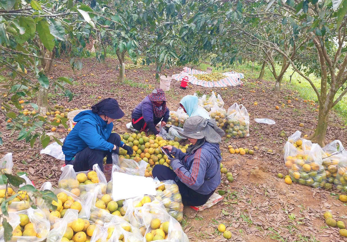 Giá quýt PQ rẻ bèo, nông dân Nghệ An xót xa nhìn quả rụng - Hình 6 Gia quyt PQ re beo, nong dan Nghe An xot xa nhin qua rung-Hinh-6