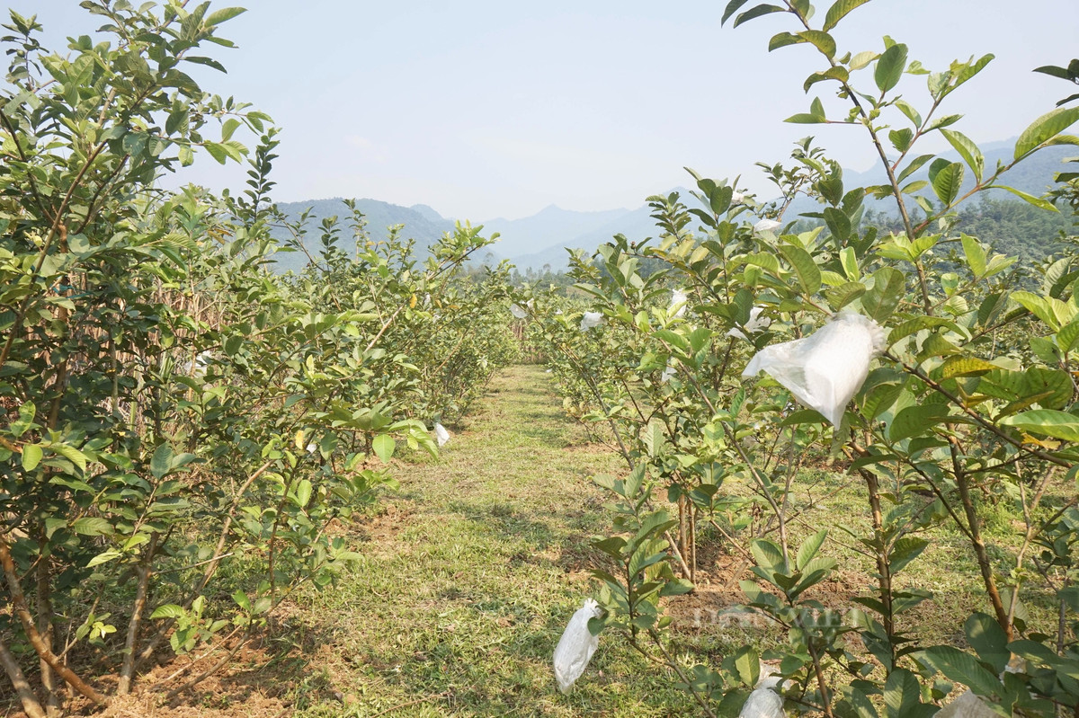 Nông dân Đà Nẵng trồng thành công loại quả dòn, ngọt cực dễ bán - Hình 2 Nong dan Da Nang trong thanh cong loai qua don, ngot cuc de ban-Hinh-2