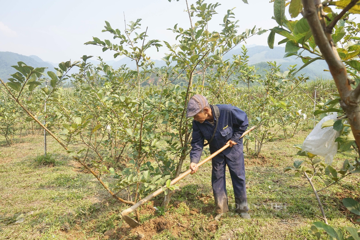 Nông dân Đà Nẵng trồng thành công loại quả dòn, ngọt cực dễ bán - Hình 4 Nong dan Da Nang trong thanh cong loai qua don, ngot cuc de ban-Hinh-4