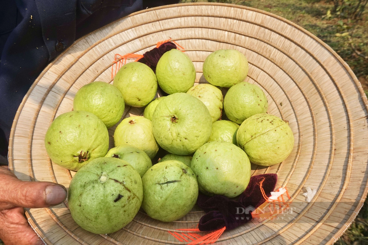 Nông dân Đà Nẵng trồng thành công loại quả dòn, ngọt cực dễ bán - Hình 6 Nong dan Da Nang trong thanh cong loai qua don, ngot cuc de ban-Hinh-6