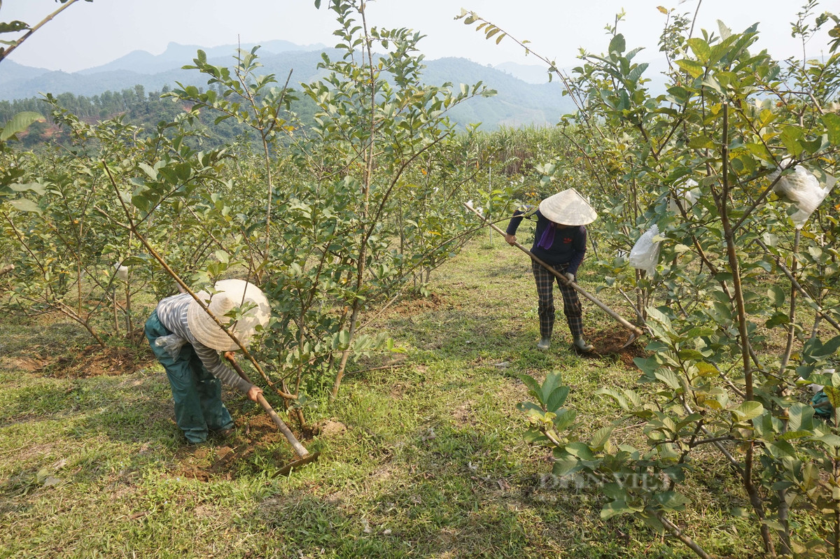 Nông dân Đà Nẵng trồng thành công loại quả dòn, ngọt cực dễ bán - Hình 5 Nong dan Da Nang trong thanh cong loai qua don, ngot cuc de ban-Hinh-5