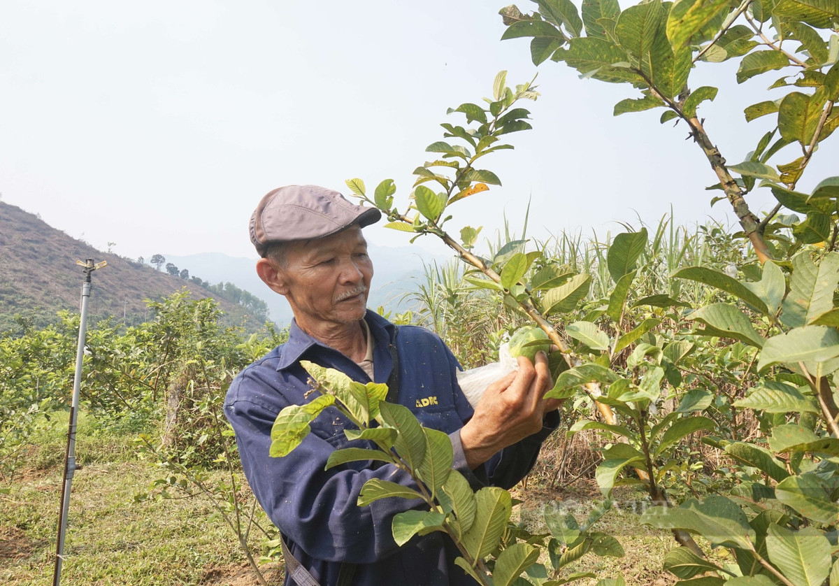 Nông dân Đà Nẵng trồng thành công loại quả dòn, ngọt cực dễ bán - Hình 3 Nong dan Da Nang trong thanh cong loai qua don, ngot cuc de ban-Hinh-3
