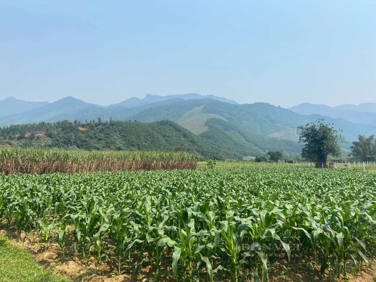 Nông dân Đà Nẵng trồng thành công loại quả dòn, ngọt cực dễ bán - Hình 7 Nong dan Da Nang trong thanh cong loai qua don, ngot cuc de ban-Hinh-7