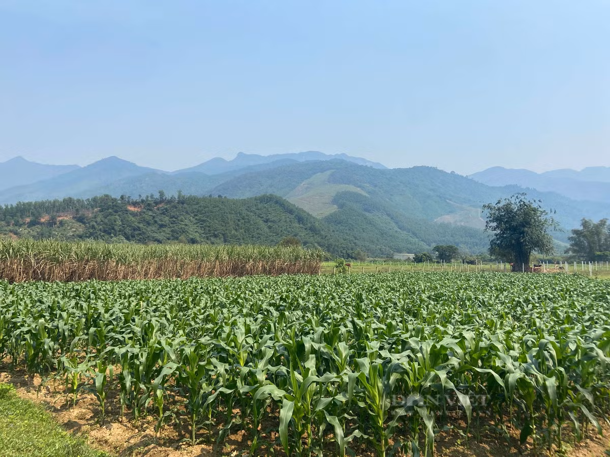 Nông dân Đà Nẵng trồng thành công loại quả dòn, ngọt cực dễ bán - Hình 7 Nong dan Da Nang trong thanh cong loai qua don, ngot cuc de ban-Hinh-7