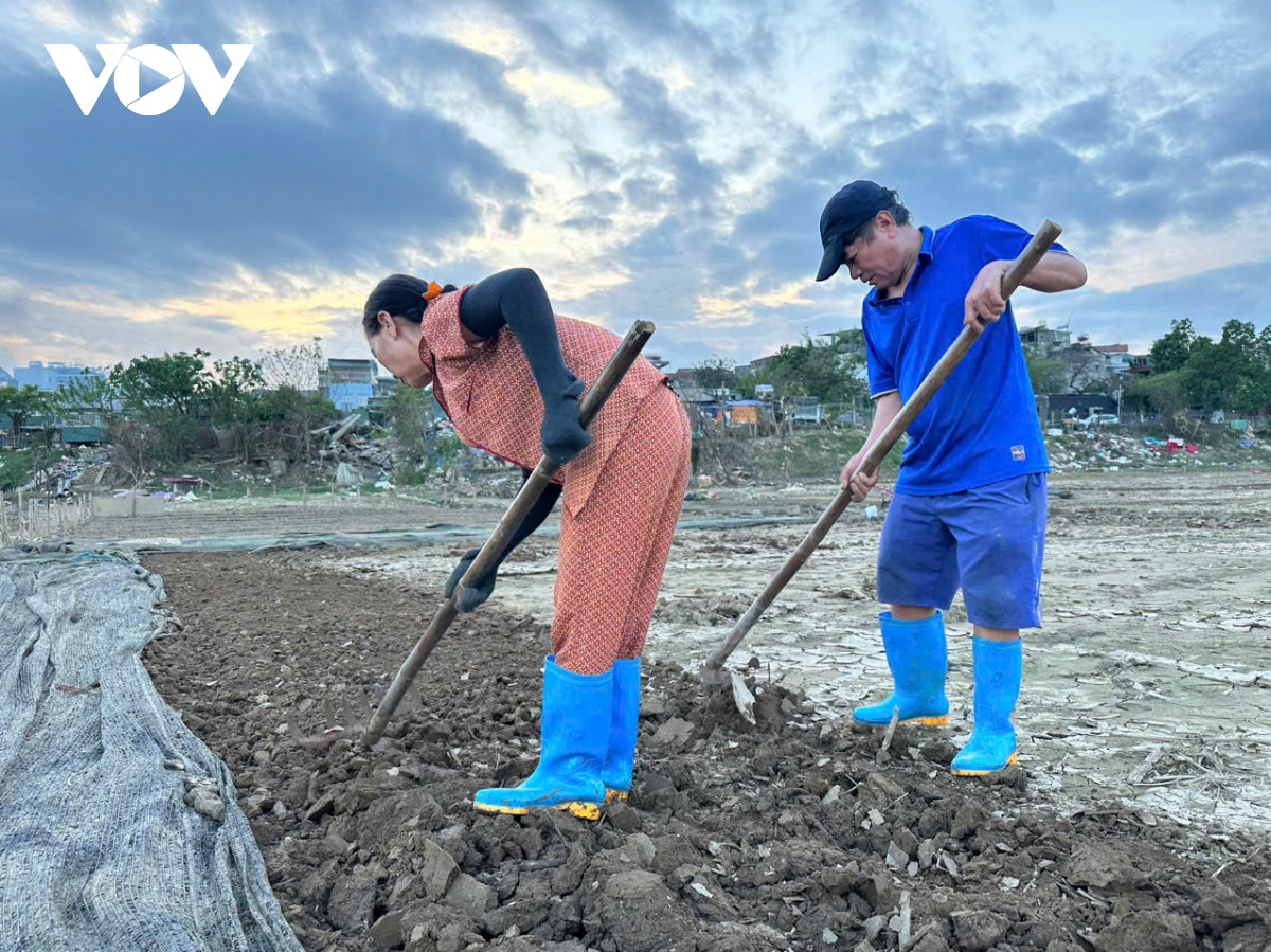 Những thửa ruộng đã được người dân trồng trọt trở lại sau cơn lũ dữ. “Nước lũ ngập chết hết không cây nào sống được còn gì, giờ phải trồng lại từ đầu thì mới có rau ăn, sáng đi làm chiều mát tranh thủ ra trồng một lúc đến tối thì về”, ông Phạm Đình Thi chia sẻ.