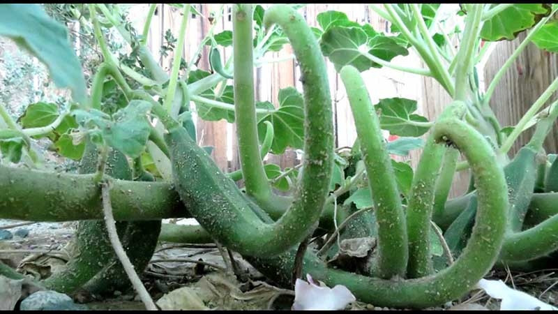 Điều trị bệnh gout, xương khớp từ cây móng quỷ Dieu tri benh gout, xuong khop tu cay mong quy