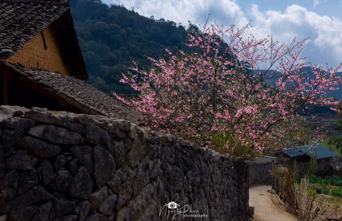 Ha Giang: Dep nao long mua Xuan o Lao Xa-Hinh-3