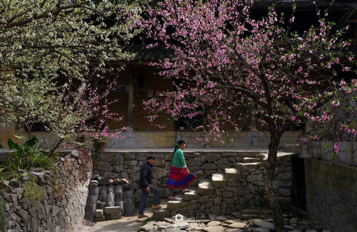 Ha Giang: Dep nao long mua Xuan o Lao Xa-Hinh-2