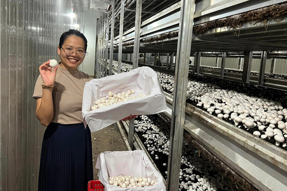 Cô giám đốc 9X trồng nấm tạo vô số việc làm - Hình 2 Co giam doc 9X trong nam tao vo so viec lam-Hinh-2